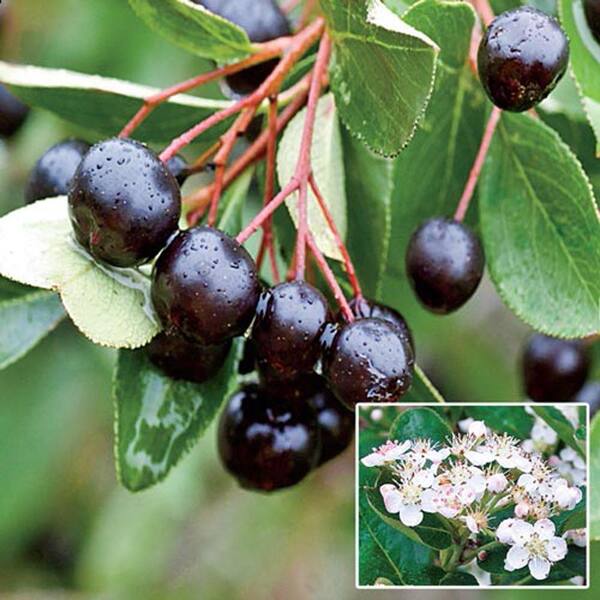 Spring Hill Nurseries Black Chokeberry (Aronia), Live Bareroot Plant, White Flowers to Black Colored Berries (1-Pack)