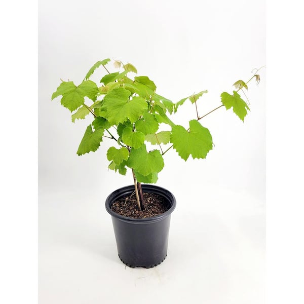 Plant Pin - Grape ⋆ Indoor Plants Supplies