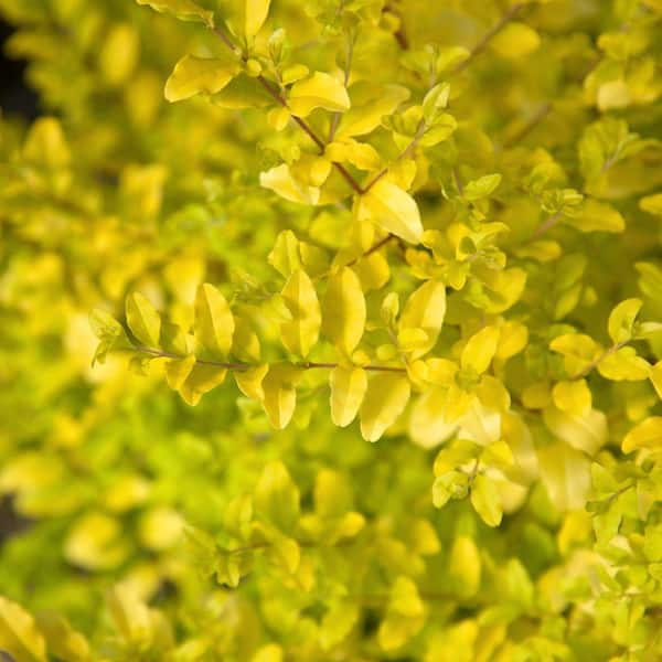 2 Gal. Sunshine Privet Ligustrum Evergreen Shrub, Golden-Yellow Foliage