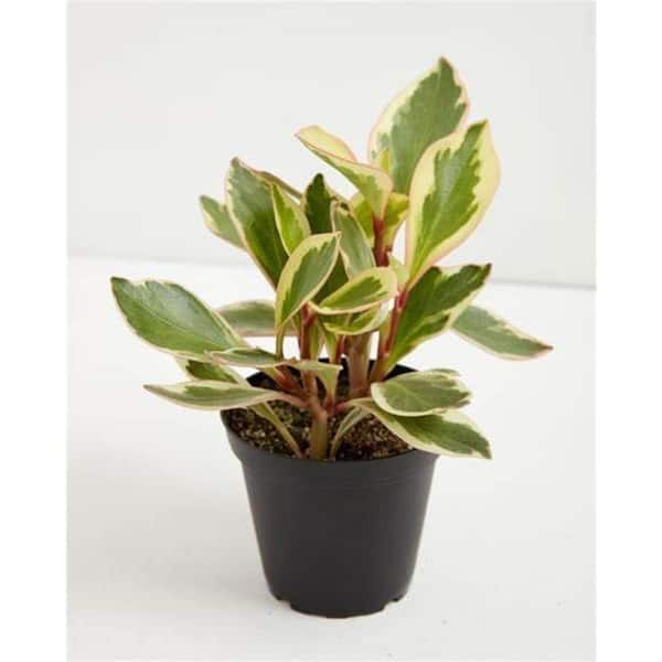 Wekiva Foliage Peperomia Ginny-Live Plant in a 4 Inch Growers Pot-Peperomia Clusiifolia-Rare and Elegant Indoor Houseplant