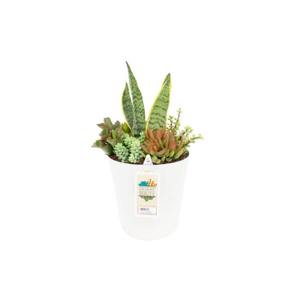 10 in. Pot Succulent Mitzi Planter Sansaveria Mix (1 plant)