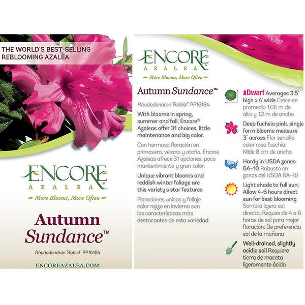 ENCORE AZALEA 1 Gal. Autumn Sundance Azalea Shrub with Unique Vibrant Pink  Blooms 10400 - The Home Depot