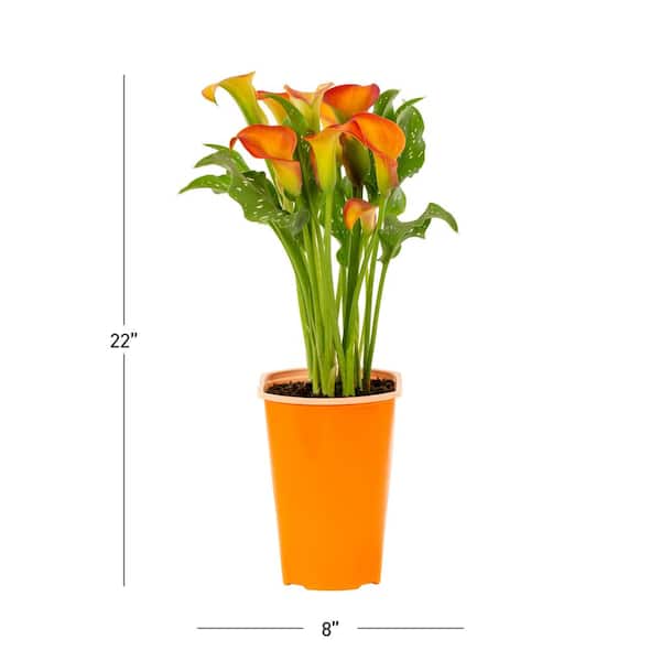 METROLINA GREENHOUSES 2 Qt. Yellow Calla Lily Zantedeschia Hybrid