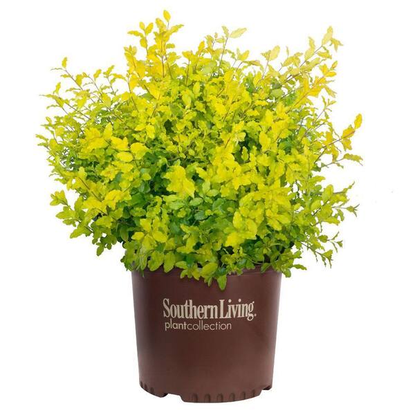 SOUTHERN LIVING 5 Gal. Sunshine Ligustrum Privet Shrub with Golden