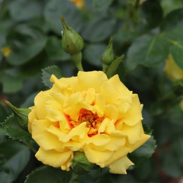 PROVEN WINNERS 2 Gal. Rise Up Ringo Climbing Rose Plant with
