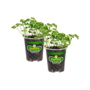 19 oz. Curled Parsley Herb Plant (2-Pack)