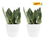 6 in. Grower's Choice Snake Plant (Sansevieria) in Small White Ribbed Plastic Decor Planter (2-Pack)