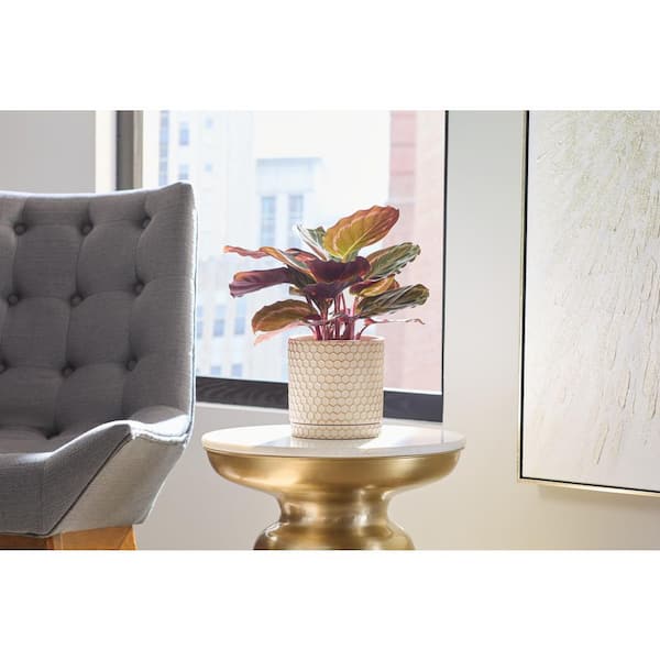 Cohen Small Beige and Gold Indoor Ceramic Round Planter with Attached Saucer (5.98 in. L x 5.98 in. W x 6.1 in. H)
