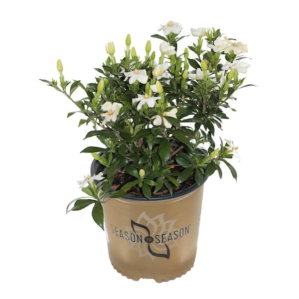 SEASON TO SEASON 2 Gal . Sweetheart White Gardenia Evergreen Shrub