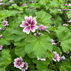 2.50 Qt. Pot Zebrina Malva, Live Flowering Perennial Plant (1-Pack)