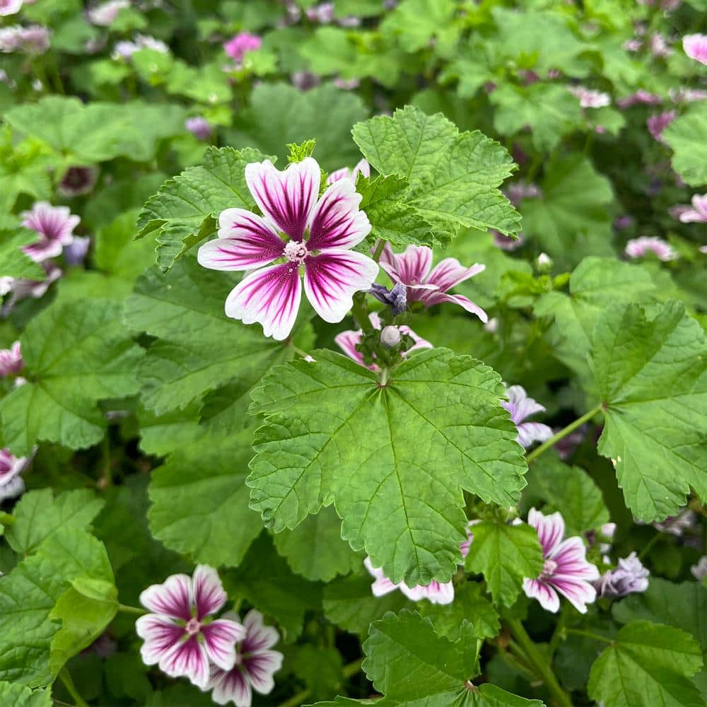 Spring Hill Nurseries 2.50 Qt. Pot, Zebrina Malva Potted Flowering ...