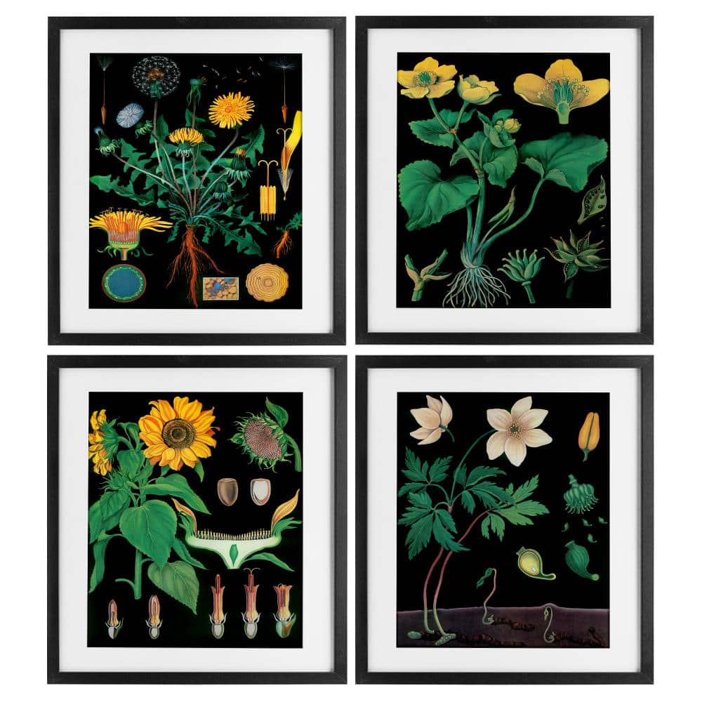 Botanical Illustrations on Black 4 Piece Black Framed Print Under Glass Set, design by Vintage Hustle price history on PriceWatchPro