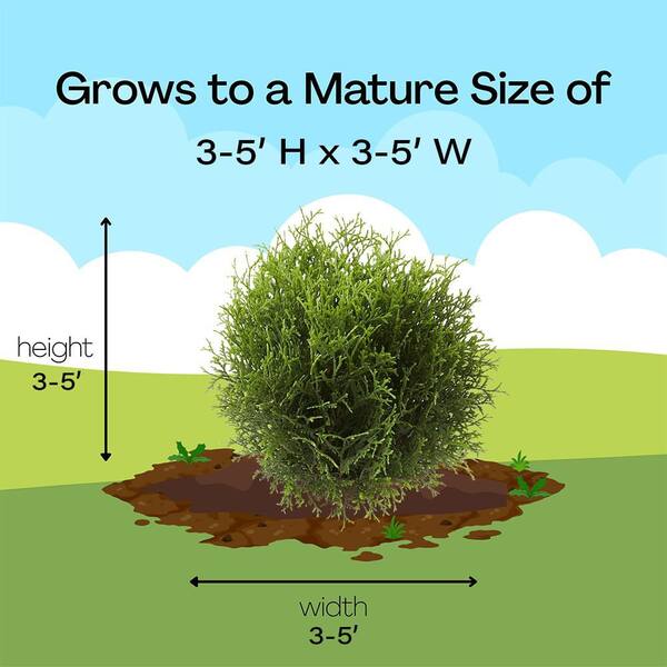 FIRST EDITIONS 2 Gal. Planet Earth Arborvitae Shrub with Evergreen