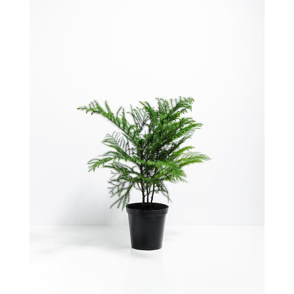 LIVELY ROOT 6 in. Holiday Norfolk Island Pine in Grower Pot