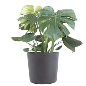 Monstera Deliciosa Split Leaf Philodendron Swiss Cheese Plant in 10 inch Premium Sustainable Ecopots Grey Pot