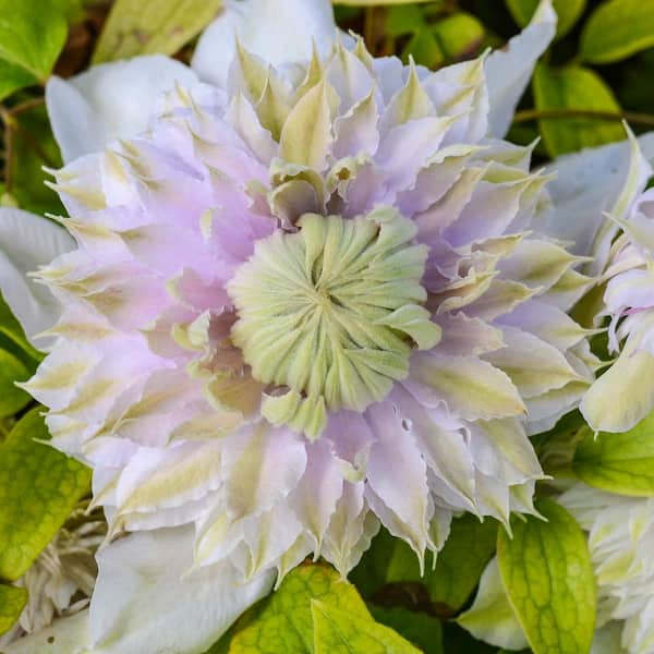 Clematis Flower Seed Blue Flower Clematis Vine Seeds Perennial Plant Seed 30 Pcs 