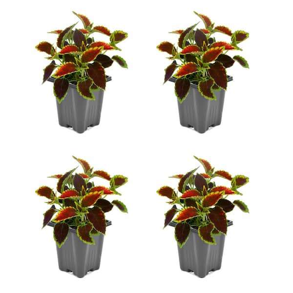1.0 PT Coleus Mix Annual Plant with No Flowers-(4-Pack)