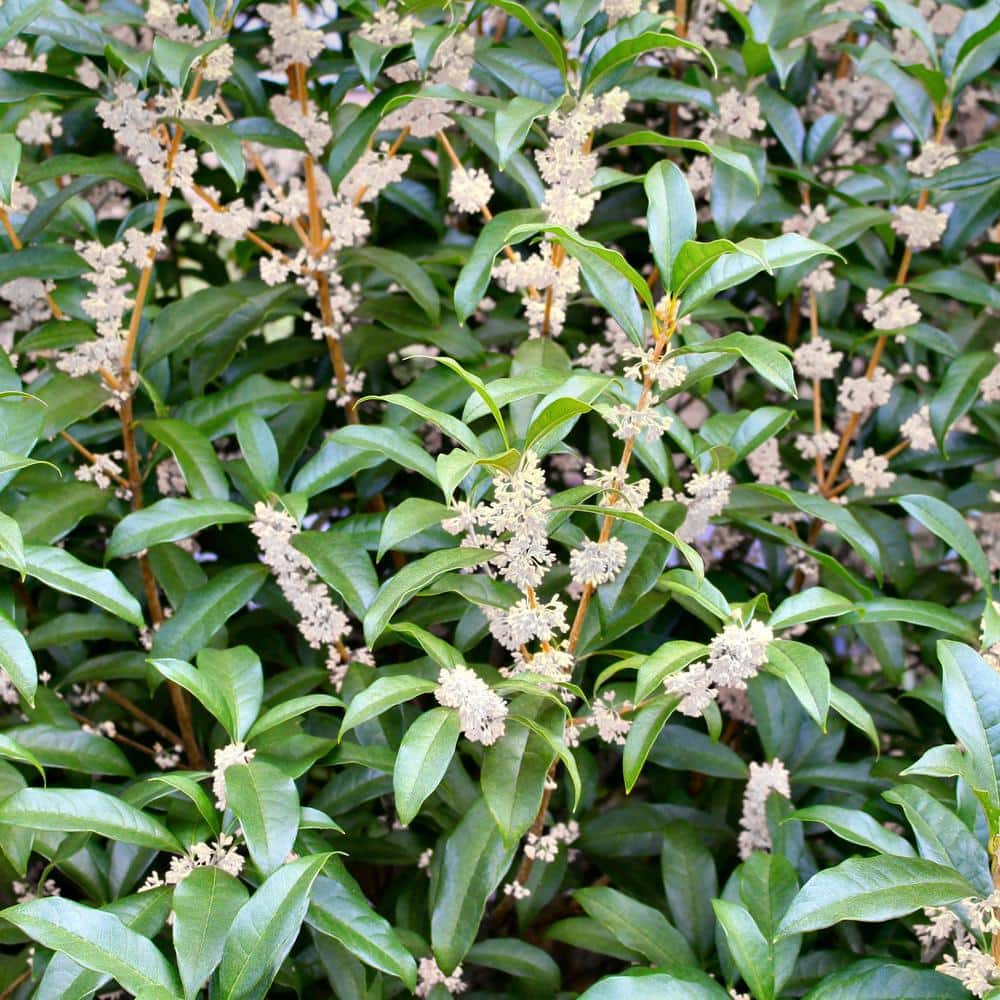 Wilsonii Olive Tree 20' Creamy White Blooms Full Sun Evergreen