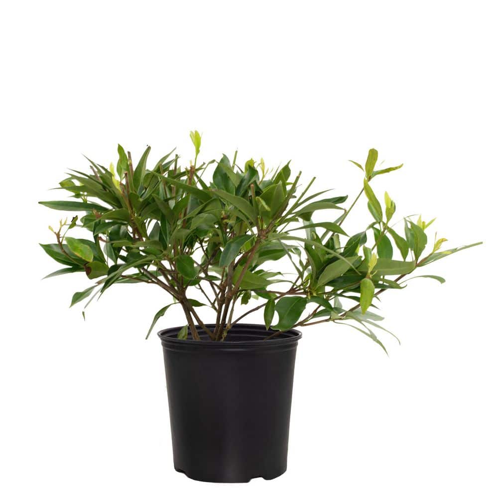2 Gal. Star Roses and Plants Star Flower Orion price history on PriceWatchPro