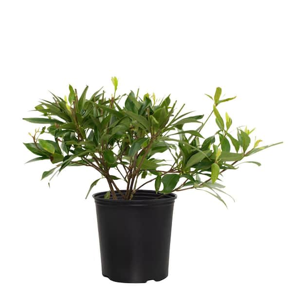 national PLANT NETWORK 2 Gal. Star Roses and Plants Star Flower Orion