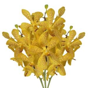 70 Yellow Salaya Mokara Orchid Flowers- Fresh Flower Delivery