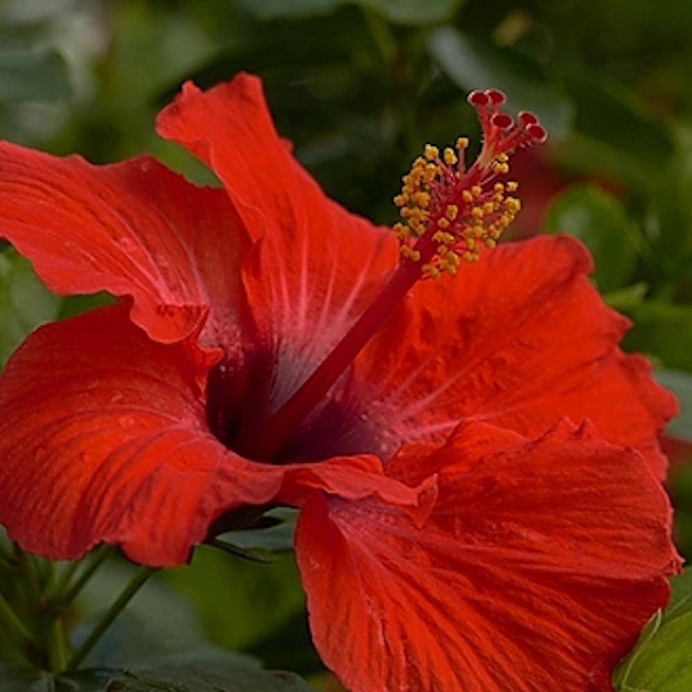 HOLLYWOOD HIBISCUS 2 Gal. Hollywood Socialite Red Flower Annual
