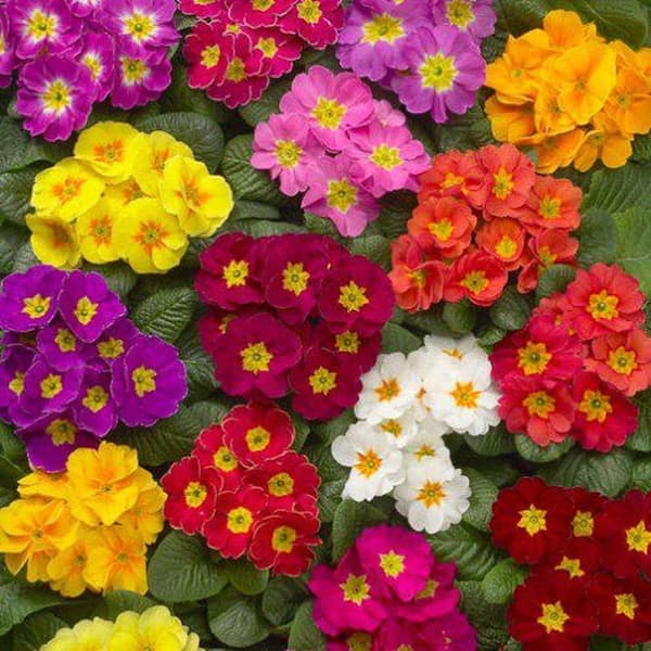 Pure Beauty Farms 1.38 PT. Primrose Perennial Plant with Assorted Colored Flowers
