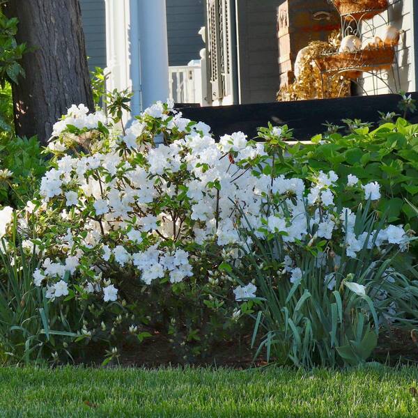 national PLANT NETWORK 4 in. Azalea FlorAmore White Shrub (3-Pack