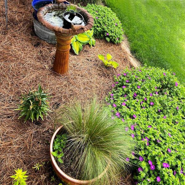Tosulte Covers Up 125 sq. ft. Natural Red Longleaf Pine Needle
