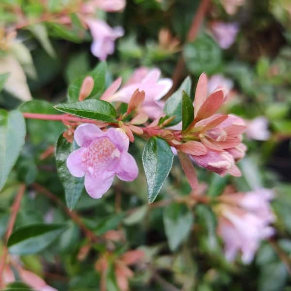 national PLANT NETWORK 3 gal. Abelia Edward Goucher Shrub
