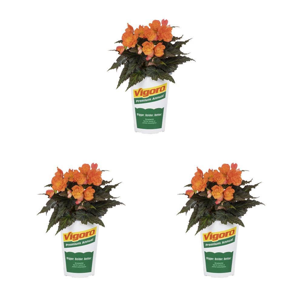 Vigoro 2 qt. Begonia I'Conia Bacio Orange Annual Plant (3-Pack