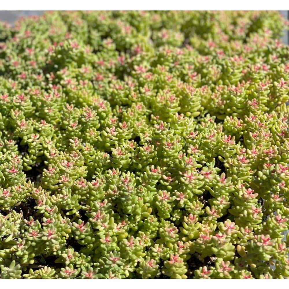 Cesicia Sedum Brevfolium Stonecrop Clumpin Plant (10Pack) NNPLANT01