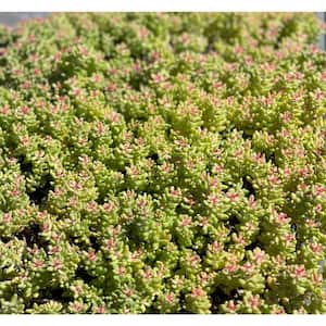 Sedum Brevfolium Stonecrop Clumpin Plant (10-Pack)