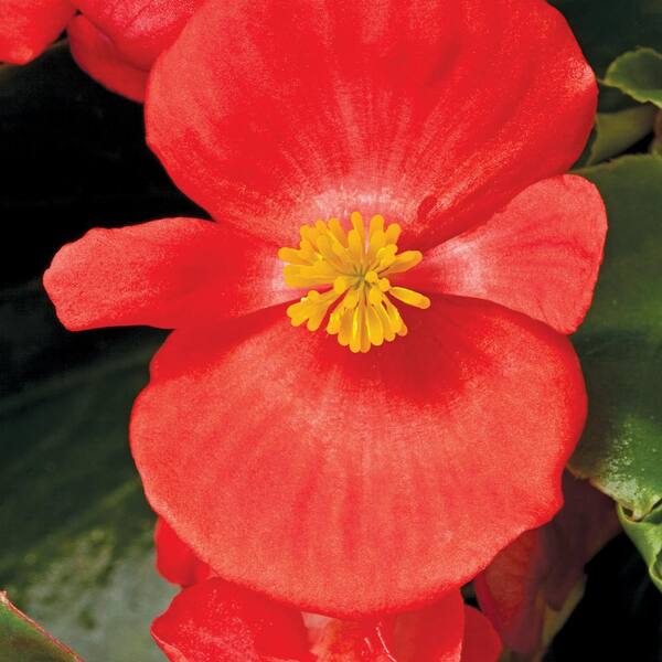 BELL NURSERY 4 in. Red Green Leaf Begonia Annual Live Plant, Red Flowers (Pack of 6)