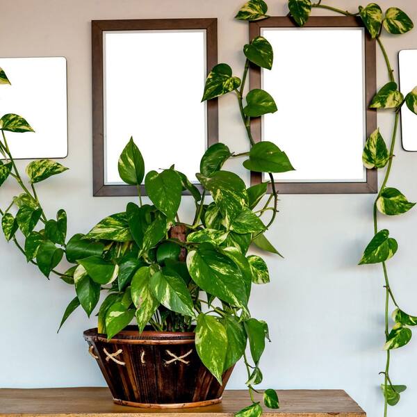 national PLANT NETWORK 6 in. SpaceScape Tropical Vine Plant