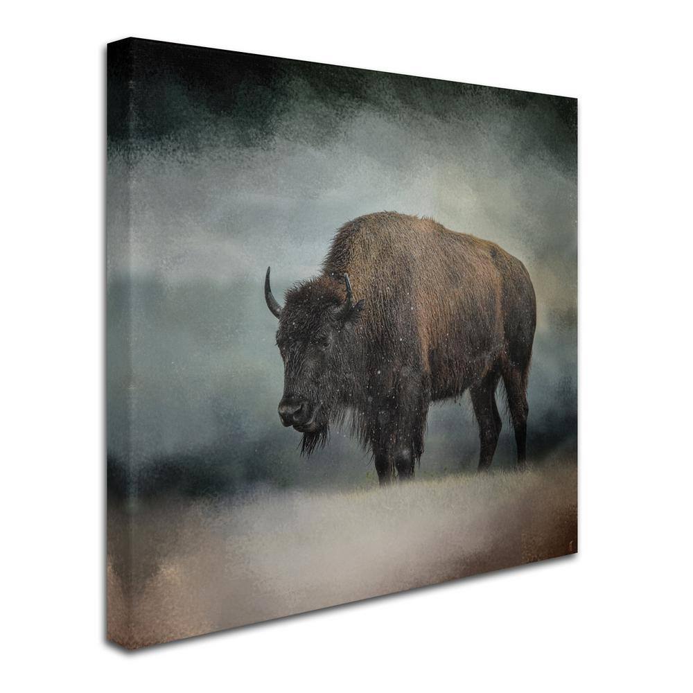 Stormy Day Buffalo Framed Canvas Photography Print
