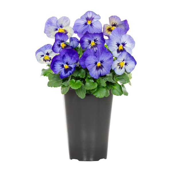 METROLINA GREENHOUSES 2 Qt. Pansy Assorted Colors Annual Plant