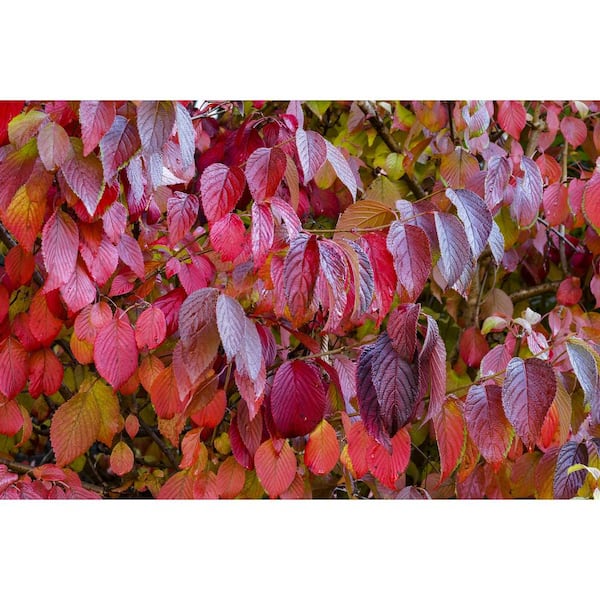 1 Gal. Red Twig Dogwood Shrub Gorgeous Fireyred Winter Stems and Huge White Spring Flowers