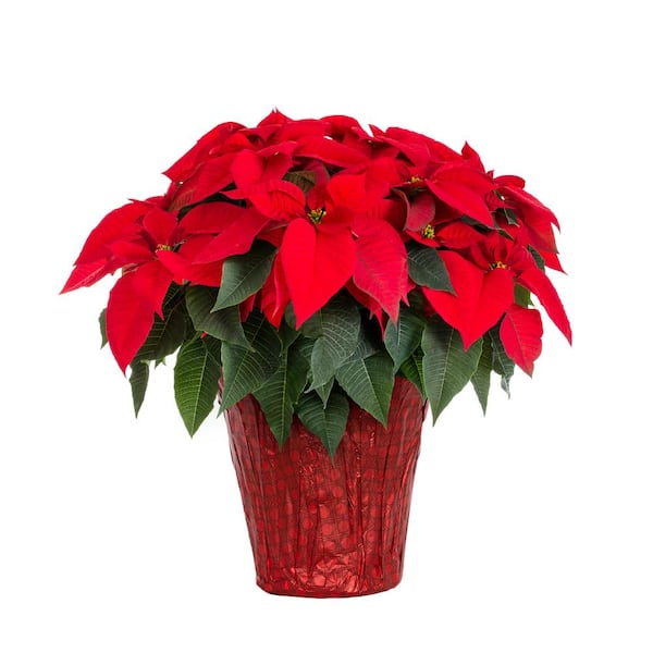 METROLINA GREENHOUSES 1.5 Gal. Christmas Poinsettia Red w/Red Foil (1 ...