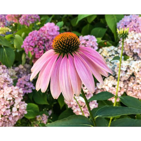 BELL NURSERY 2.5 Qt. Echinacea Coneflower Live Flowering Full Sun Perennial Plant