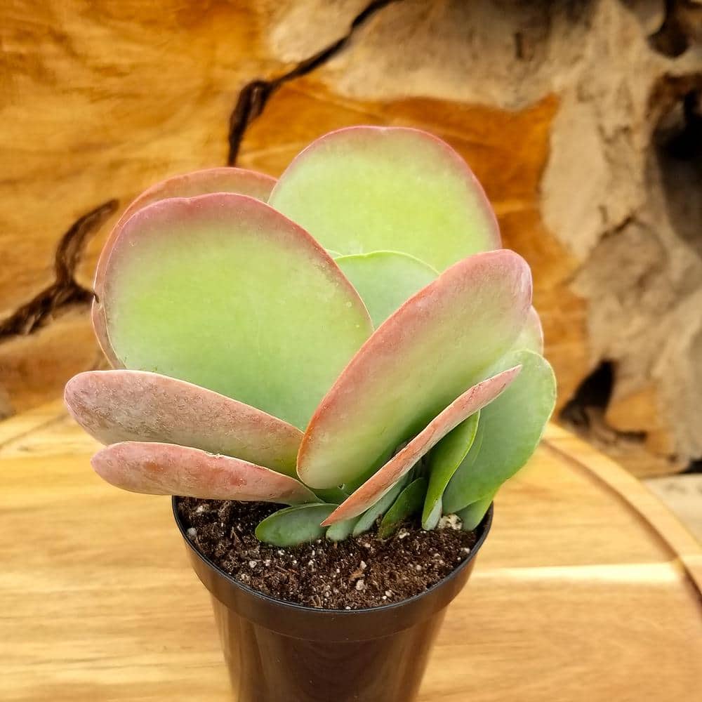 Large Indoor/Outdoor Kalanchoe Succulent 4-Pack with Multicolor Leaves