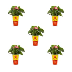 1 qt. Big Begonia Pink with Green Leaf Annual Plant (5-Pack)