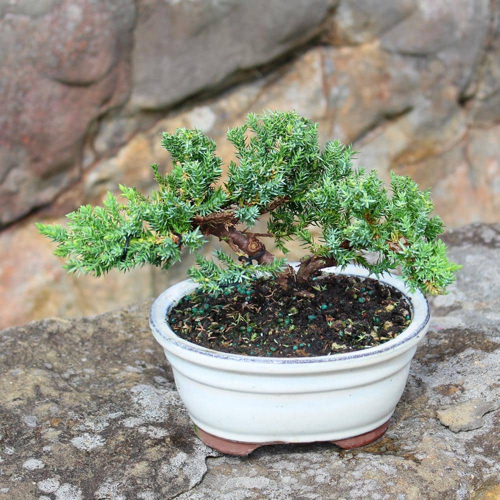 Green Mound Juniper 3-Year-Old Outdoor Bonsai in Blue Ceramic Pot