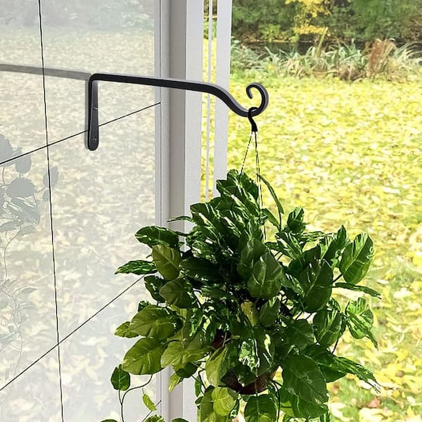 black knight philodendron Buy Rare Philodendron White Knight