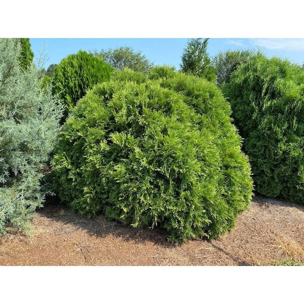 FIRST EDITIONS 2 Gal. Planet Earth Arborvitae Evergreen Shrub with