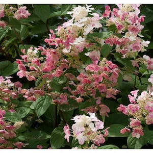 3 Gal. 'Quick Fire' Hydrangea (Paniculata) Live Flowering Shrub with White to Pink Flowers