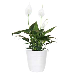 14 in. to 16 in. Tall Peace Lily Plant Spathiphyllum in 6 in. White Decor Pot