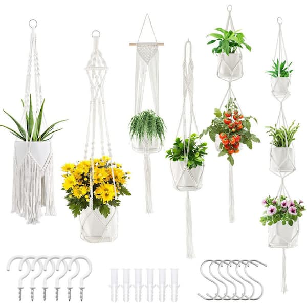 succulent plants online shop Assorted 3" Succulent