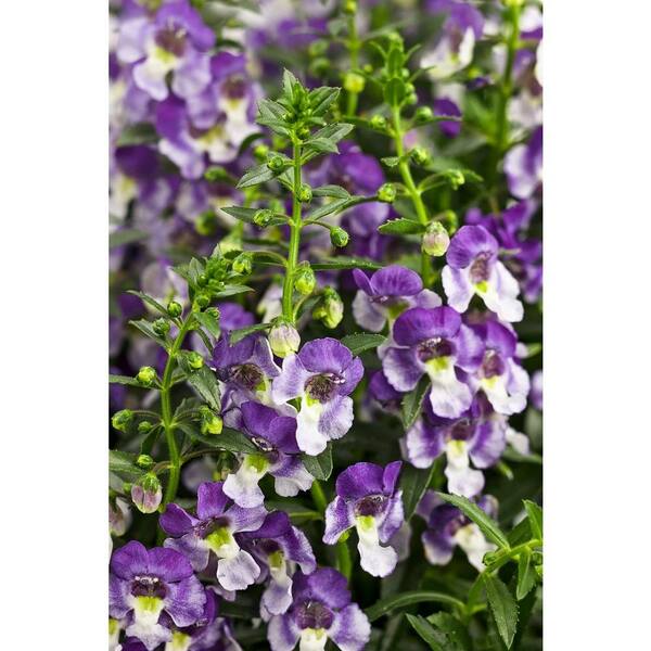 PROVEN WINNERS 4-Pack, 4.25 in. Grande Angelface Wedgwood Blue Summer Snapdragon (Angelonia) Live Plants, Lavender and White Flowers