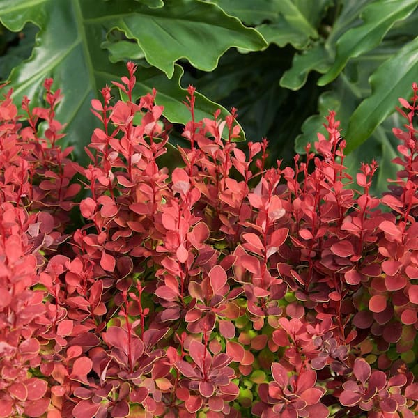 2 Gal. Orange Rocket Barberry Shrub